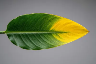 Gros plan macro d'une feuille de Strelitzia montrant la transition de couleur du vert au jaune, symbolisant le problème des feuilles jaunes.